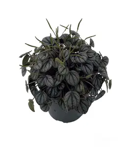 Little Toscani Peperomia Plant - 4" Pot - Collector's Series