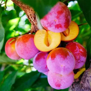 100+ Red Plum Tree Seeds for Planting-non Gmo & Heirloom Seeds, Botanical Name: Prunus Americana, Great Home Garden Gift