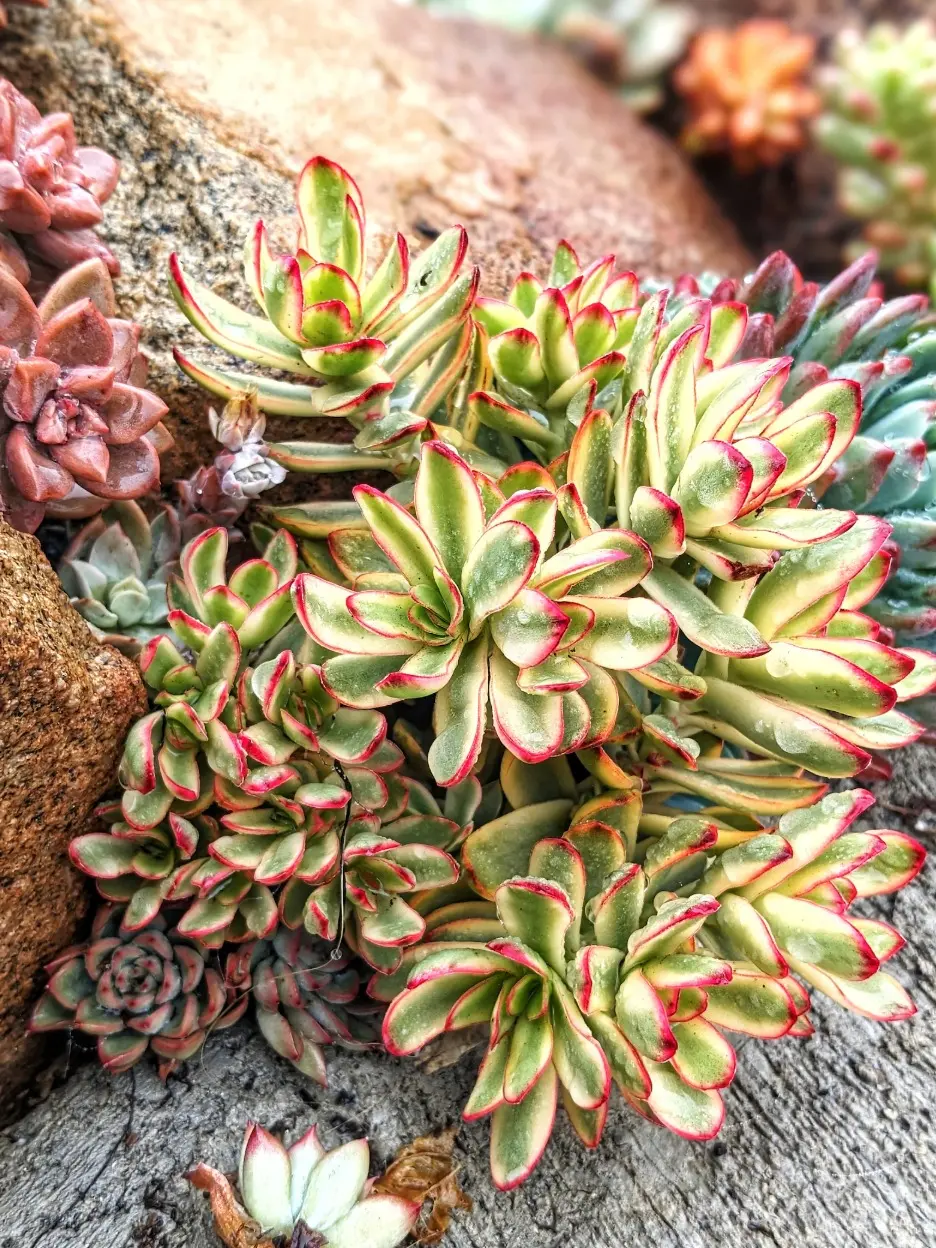 Crassula Daydream PPF, Variegated Crassula, Rare Succulent