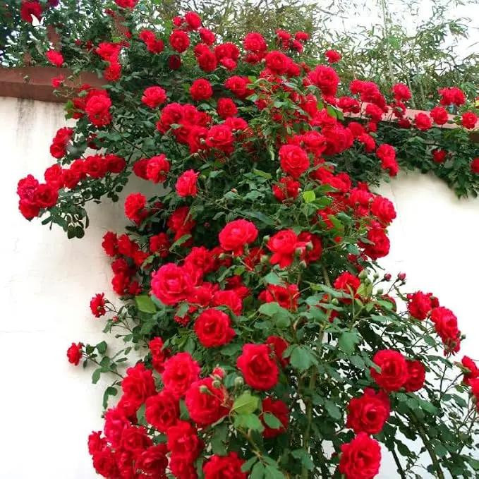 200 Pcs Hardy Perennial Rose Seeds White and Red MixedColors, Easy to Grow Flower Seeds for Outdoor GardenLandscaping Backyard Pots Borders Bright Decor