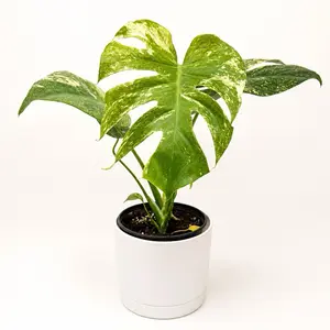 Monstera 'White Monster' 6" pot Super Rare Plant for Collectors Decorative Plant in Pot Easy Care Tropical  Houseplants