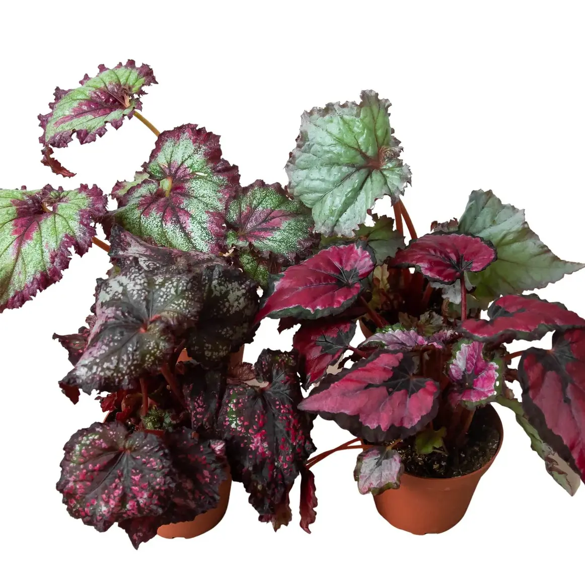 4" Pot Begonia Rex – Indoor Live Plants, Rex Begonias, Colorful & Textured Foliage Mix, Unique & Eye-Catching Leaves, Bright Indirect Light, Aesthetic Home Décor, Perfect Gift Rose