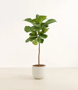 Fiddle Leaf Fig Tree