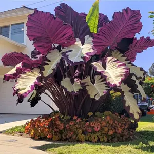 1000Pcs Hosta Seeds – Low-Maintenance Plants That Thrive with Minimal Sunlight