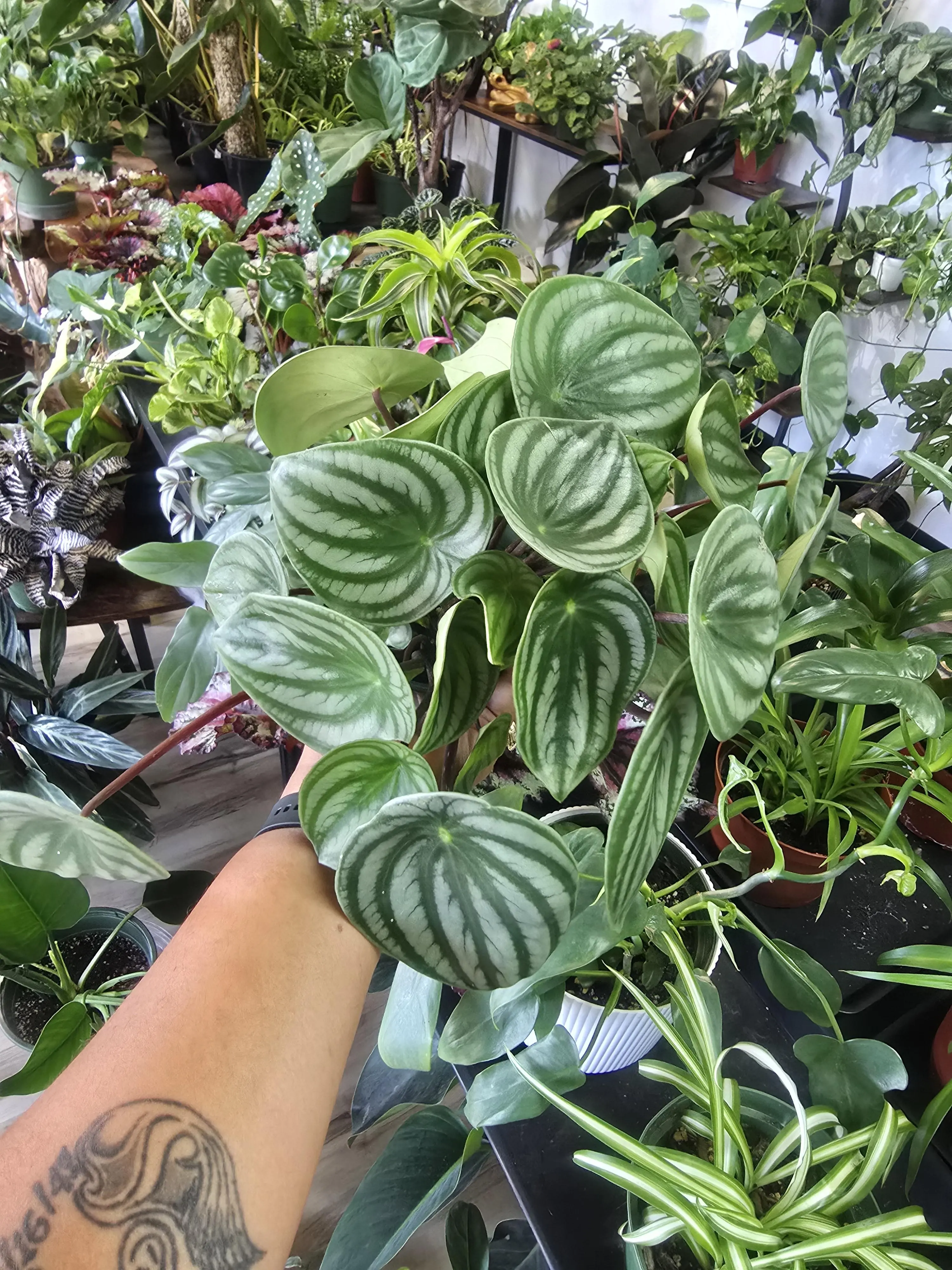 Peperomia Watermelon