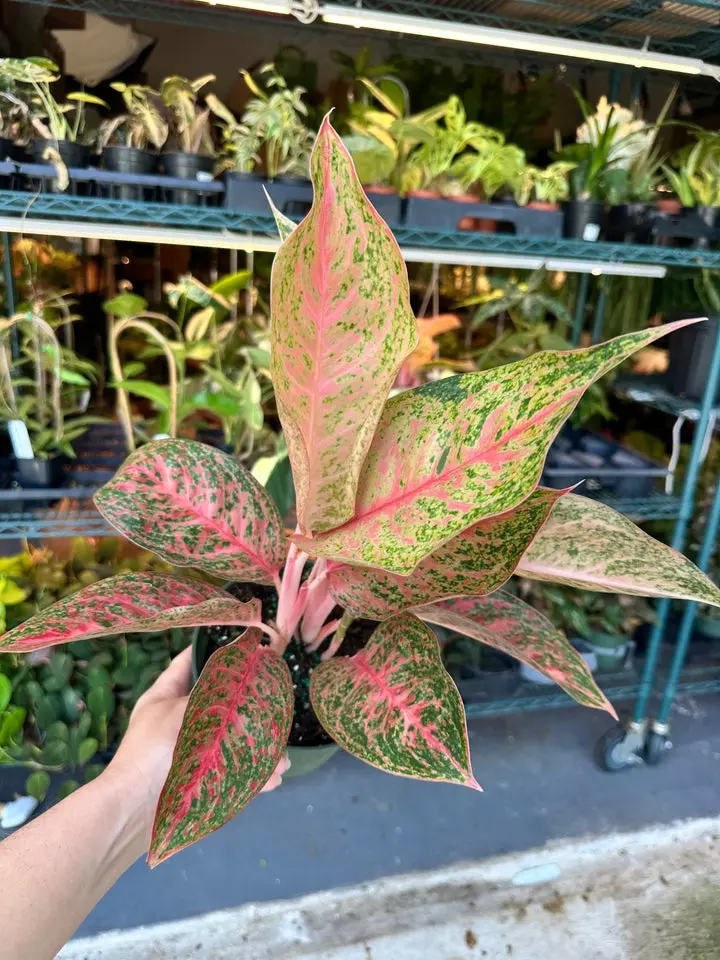 Aglaonema veca pink - 6” Pot
