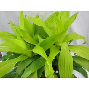 Dracaena Lime Light Cane - 3 Staggered Canes - Live Plant in an 10 Inch Growers Pot - Dracaena Fragrans 'Limelight' - Beautiful Indoor Air Purifying Houseplant