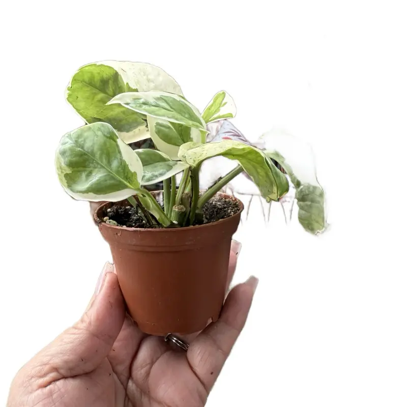Pothos N Joy