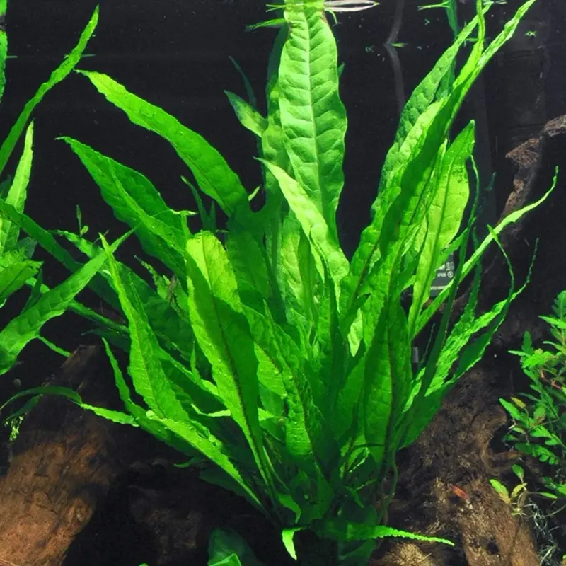 Java Fern Java Fern