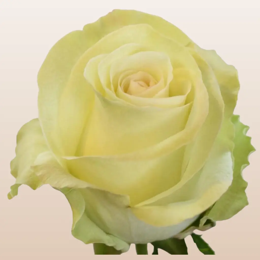 White Chocolate Roses White Chocolate Roses