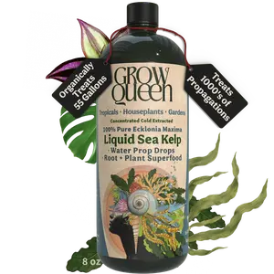 Ecklonia Maxima Kelp Extract Plant Superfood Planting Soil Additive Garden Potting Soil