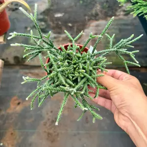 Rhipsalis Pilocarpa 4 inch succulent plant
