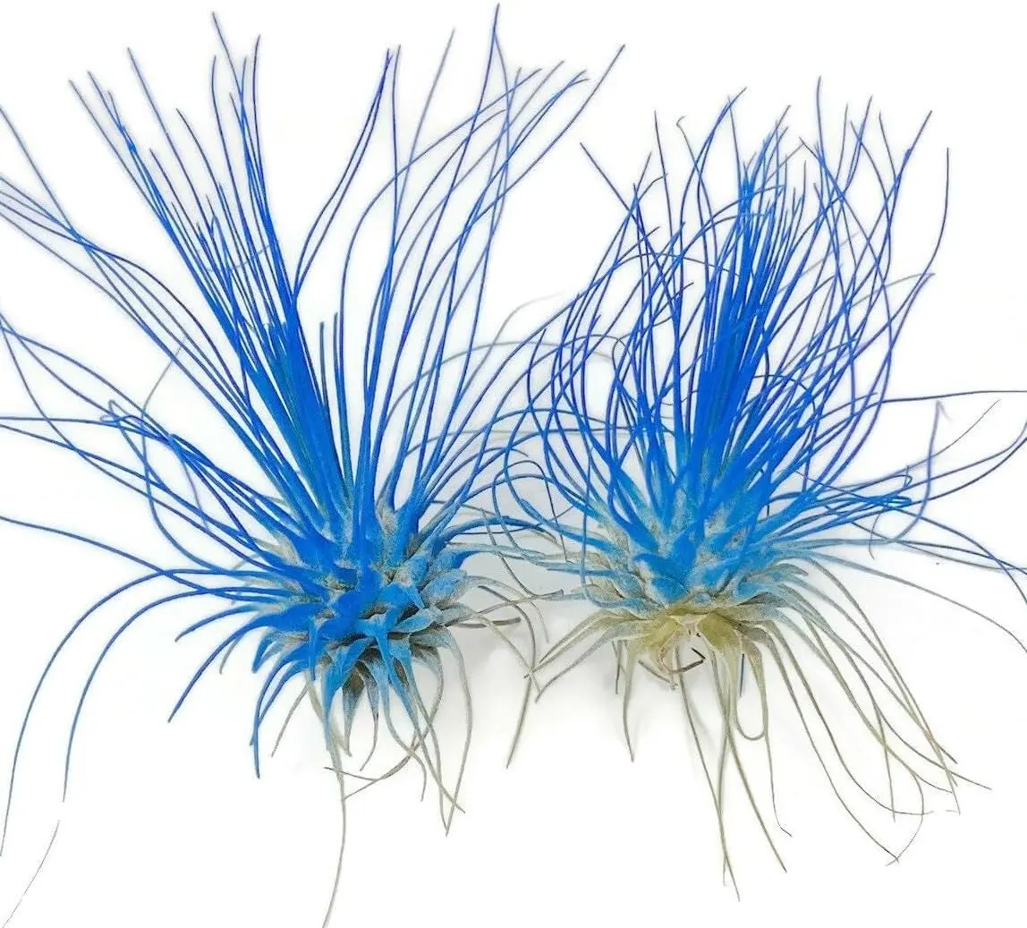 Thin Air Plant, Guatemala Tillandsia Live Airplant, Healthy Arrival Guaranteed, Great Indoor Plant, Home Decor & Gift (2 Blue)