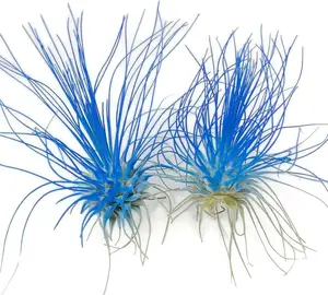 Thin Air Plant, Guatemala Tillandsia Live Airplant, Healthy Arrival Guaranteed, Great Indoor Plant, Home Decor & Gift (2 Blue)