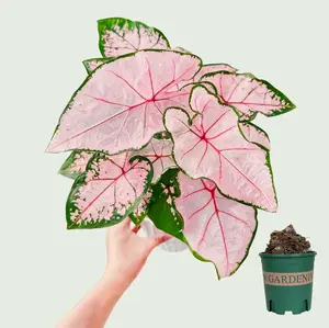 Pink Splash Caladium Bulbs for Planting – Tropical Foliage Plant for Patio Pots, Shade Garden, Indoor Decor & Outdoor Container Gardening