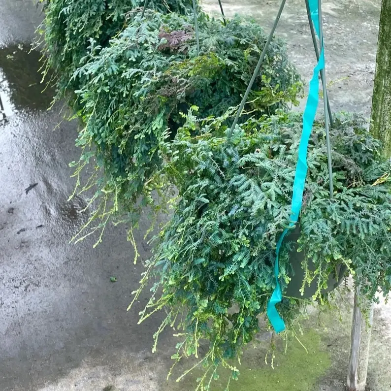 Peacock Fern Plant - Hanging Green Fern with Blue Ribbon Decoration