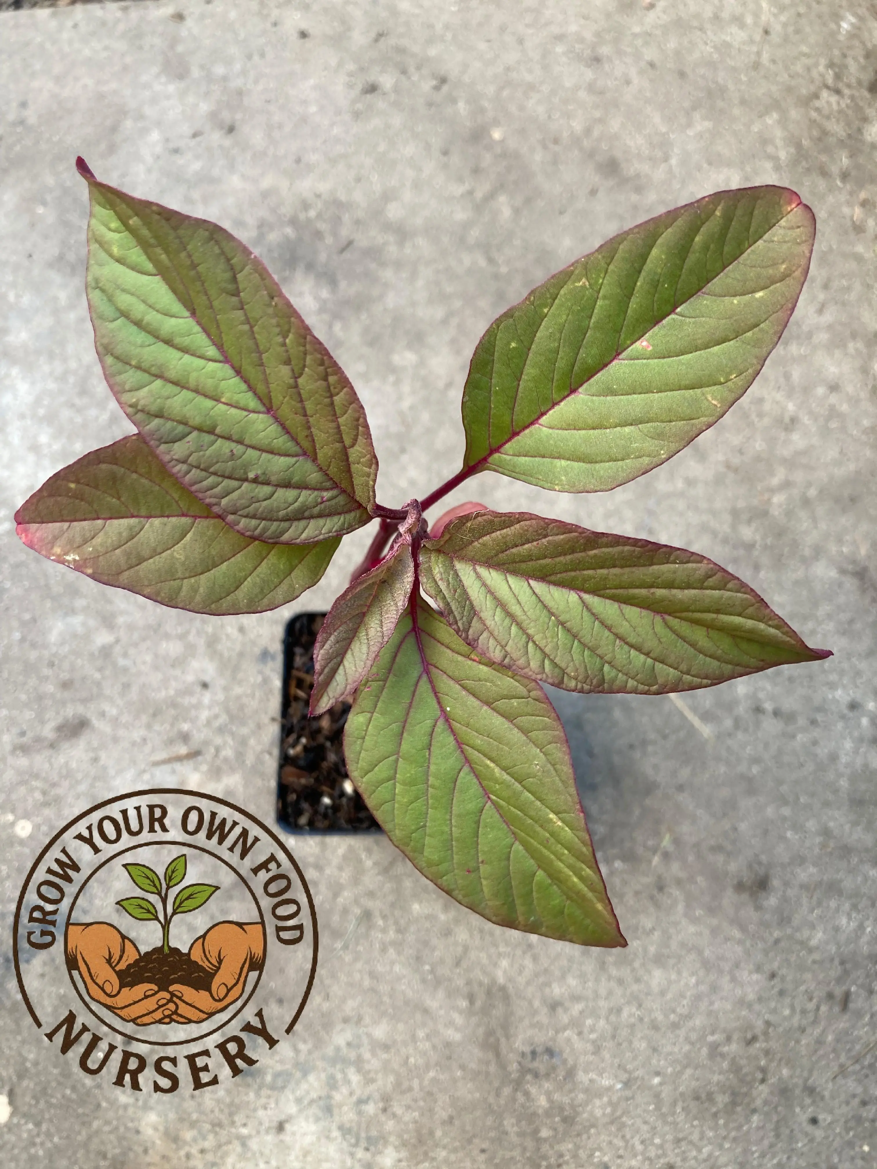 Mayo Indian Amaranth (Amaranthus Cruentus) Live Plant - Organic, Non-GMO Heirloom Garden Supply, Easy-to-Grow Outdoor Edible Variety, Full Sun Tolerant, 6 ft Tall, with Feather-Like Flowering Plumes & Nutritious Sprouts for Home Food Growing