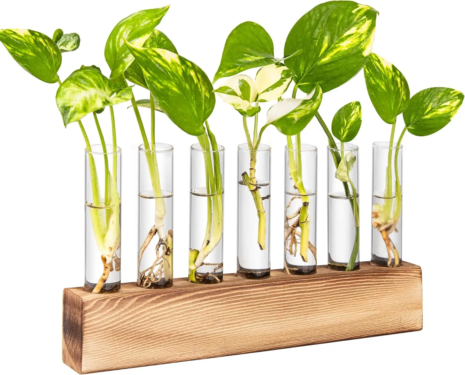 AXYEW Glass Terrarium with Wooden Stand - 7 Test Tubes Propagation Planter, Cleaning Brush Included, Easy-to-Use for Hydroponic Cuttings, Indoor Garden for Houseplant Lovers, Home Office Home Design Decor, 1'' D X 4.7'' H