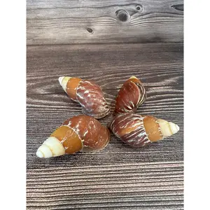 Chrysallis rollei Land Snail