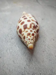 Vintage Scaphella Junonia Shell 3.9" | Spotted Display Shell for Ocean-Inspired Décor