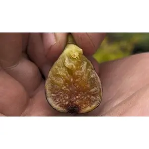 LSU Purple Fig
