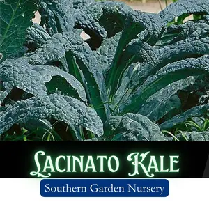 Lacinato Kale Seeds Dinosaur Kale Tuscan Heirloom Non-GMO Variety for Winter Garden 65-80 Days to Maturity