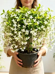 Climbing Jasmine Flower Seeds for Planting-Non-GMO Jasmine Gardenia Plant Fragrant Flower Garden Home Trailing Jasmine Seeds summervibes