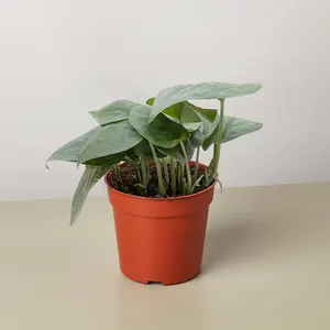 Scindapsus Platinum Java