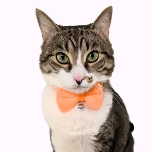 Orange Velvet Bowtie + Bell Cat Collar