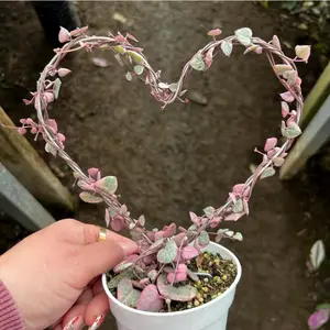 4” Pink Variegated String of Hearts – Heart Trellis Live Plant, Ceropegia Woodii indoor home decoration