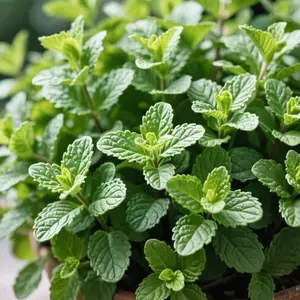 1000 Mint Seeds – Fast-Growing Aromatic Herb for Home Garden Easy Care Indoor & Outdoor Use Perfect for Pots & Planters