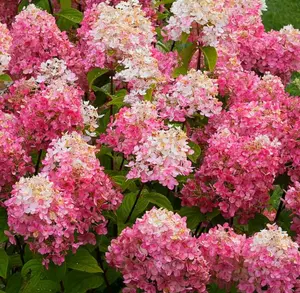 White to Pink Hydrangea Bush Plant Tree Live Shrub, 6-12" Starter Plant Hydrange Tree Plants
