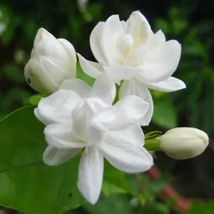 30 Jasminum Sambac Jasmine Seeds, Arabian Jasmine, Mogra, Sampaguita, Attract Pollinators, Easy-Care Striking Perennial Fragrant Flowering Shrub Bush Tree