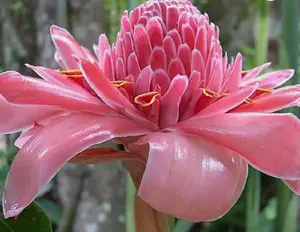 Etlingera elatior Pink | Torch Ginger | Combrang | Wax Flower | 20_Seeds