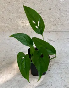 Swiss Cheese Monstera Plants 4" Pot