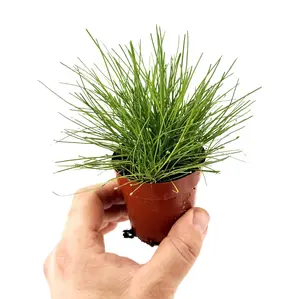 Eleocharis radicans 'Bonsai Grass'