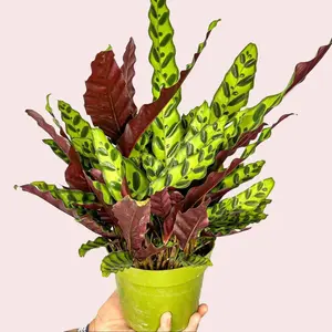 6" XL Large Calathea Rattlesnake, Pet Friendly and Humidity Loving Live Houseplant, Indoor Plant