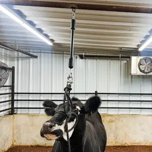 Little Bungee 2 ft Training Device for Cattle - Quick Release Included