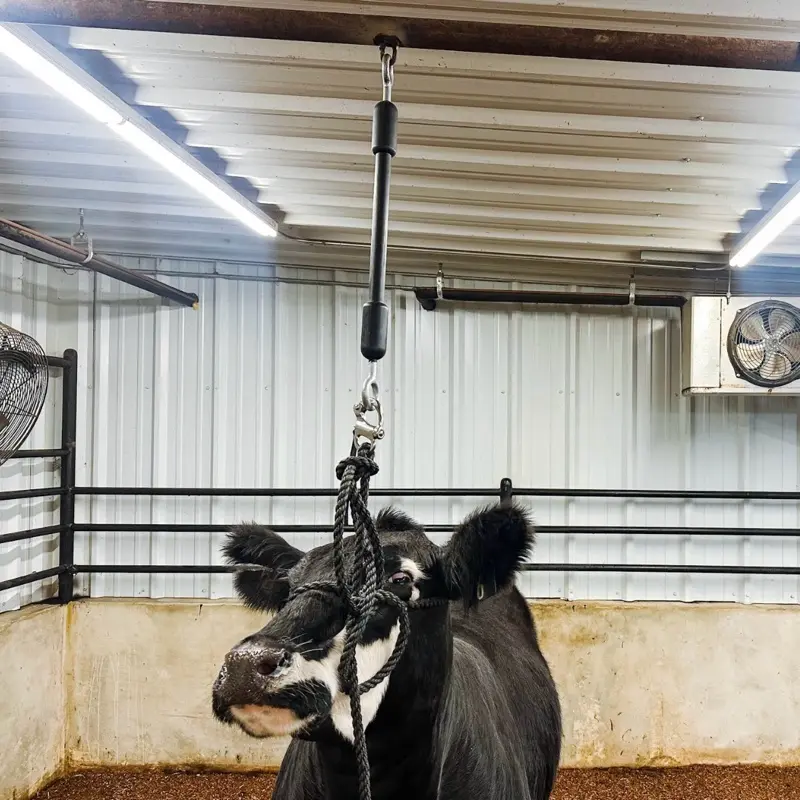 Little Bungee 2 ft Training Device for Cattle - Quick Release Included