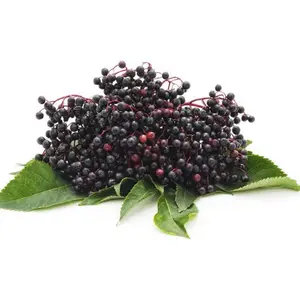 200+ American Elderberry Seeds for Planting - Fruit Seeds to Plant - Heirloom Sambucus Seeds (Non-GMO), Black