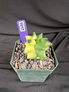 Astrophytum Myriostigma cv. Kikko Variegated cacti - 1017