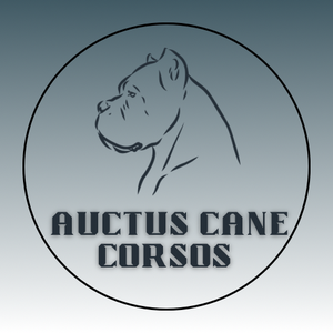 AuctusCaneCorsos