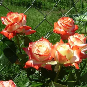 1000 Orange White Rose Flower Seeds for Planting, Heirloom Colorful Beautiful Ornamental Flowers Easy to Grow Low Maintenance Great Gardening Gift Indoor and Outdoor Garden Decor