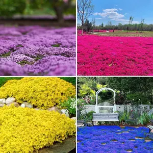3000+ Mix Creeping Thyme Seeds Ground Cover for Planting - 4 Colours Thymus Serpyllum Heirloom Purple,Blue, Red, Yellow Beautiful Perennial Flower