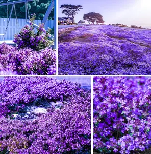 1000+Creeping Thyme Seeds for Planting Outdoor-Heirloom Thymus Serpyllum Ground Cover Plants Plant in Your Home Garden