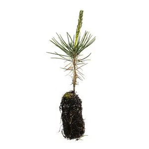 Japanese Black Pine | Medium Tree Seedling