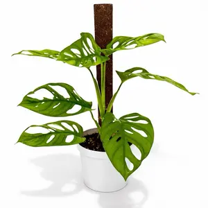 Monstera Adansonii on Pole, 6inch Pot, Low maintenance, Beginner Friendly