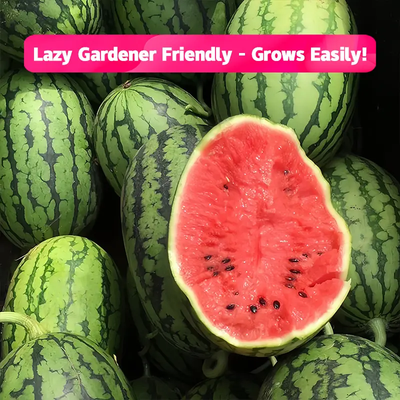 Lazy Watermelon Seeds 30 to 300, Easy to Grow, Lazy Gardening, Delicious and Juicy, Non-GMO, Heirloom