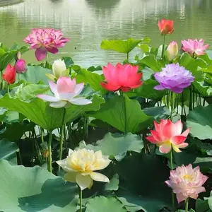 20 Bonsai Bowl Lotus Seeds - Water Lily Flower Plant - Finest Viable Aquatic Water Features Non-GMO Fresh Garden Seeds Home Planting Ornamental