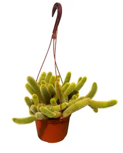 6" Golden Rat Tail Cactus – Cleistocactus Winteri – Live Plant